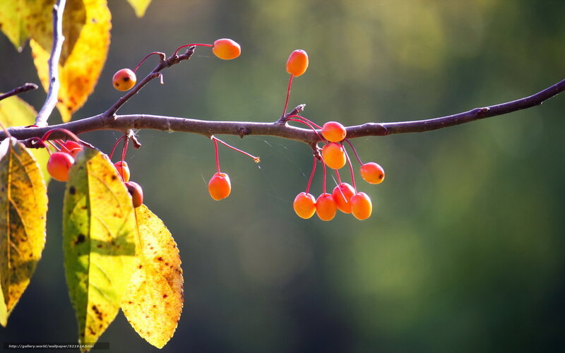 Red Berries on Branch — Orange, Serene