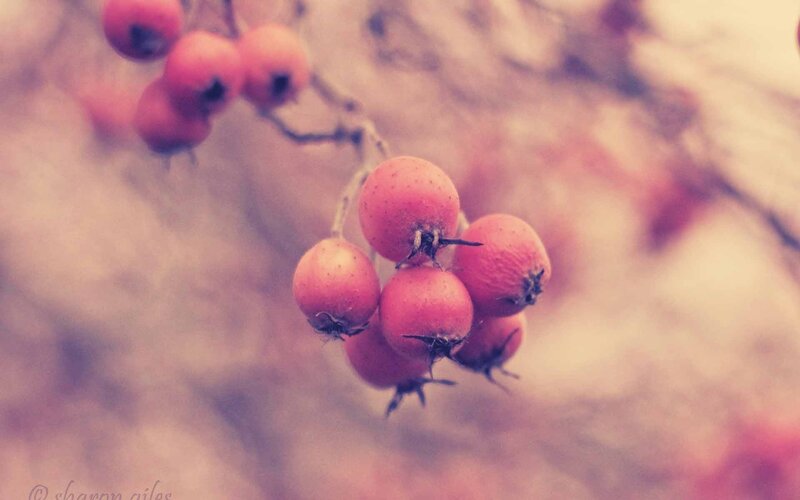 Red Berries on Branch — Pink