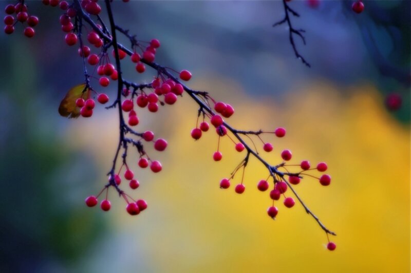 Red Berries on Branch — Serene, Autumn, Photograph, Leaf