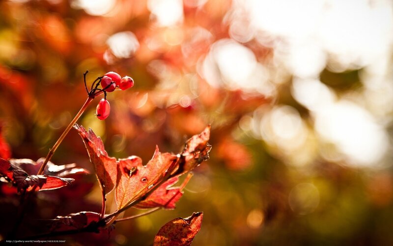 Red Berries on Branch — Serene, Autumn, Photograph, Leaves, Sunlight, Orange
