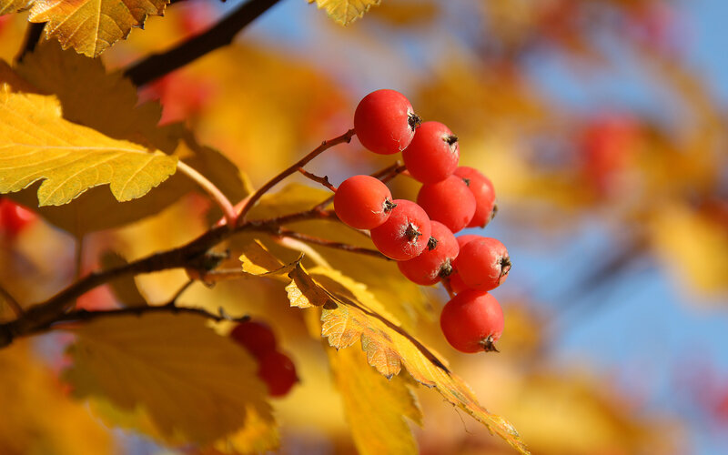 Red Berries on Branch — Serene, Autumn, Photograph, Leaves