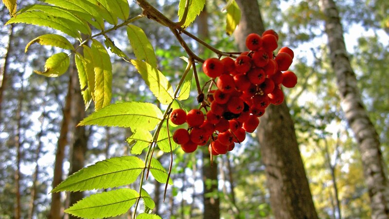 Red Berries on Branch — Serene, Autumn, Photograph, Leaves, Trees