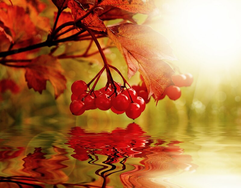 Red Berries on Branch — Serene, Autumn, Photograph, Leaves, Water