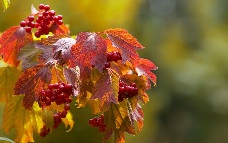 Red Berries on Branch — Serene, Autumn, Photograph