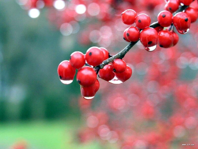 Red Berries on Branch — Serene, Autumn, Photograph, Water Droplet