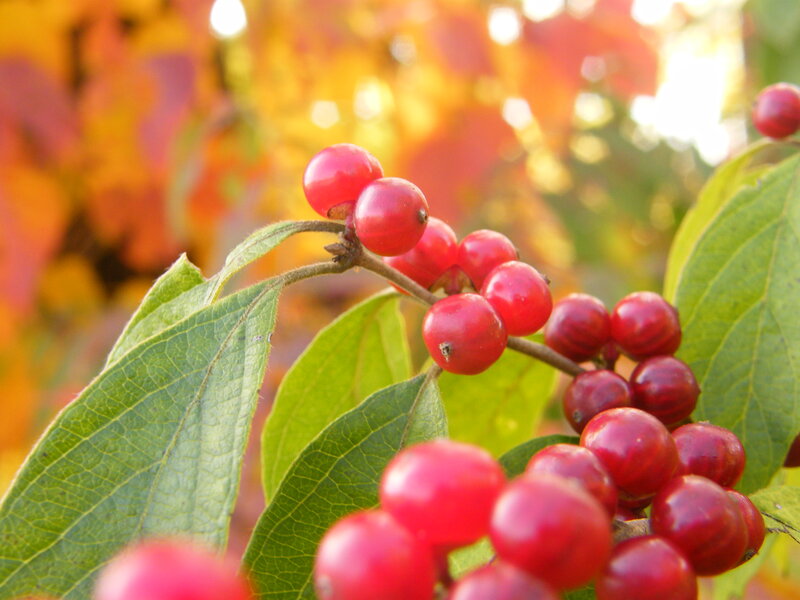 Red Berries on Branch — Serene, Autumn