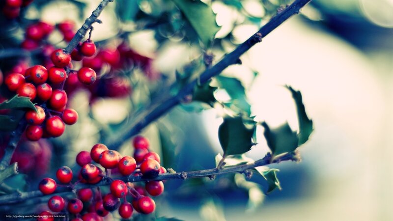 Red Berries on Branch — Serene, Photograph, Leaves