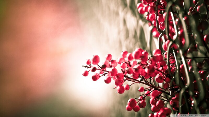 Red Berries on Branch — Serene, Sunset, Photograph