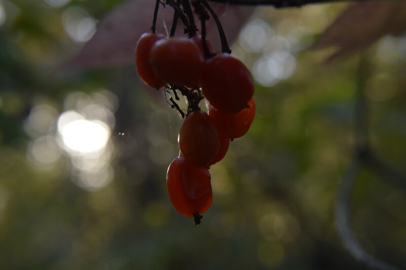 Red Berries on Branch — Serene, Sunset