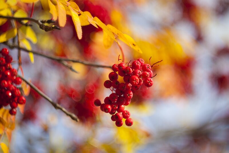 Red Berries on Branch — Serene