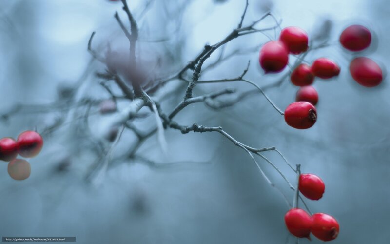 Red Berries on Branch — Serene, Winter, Photograph