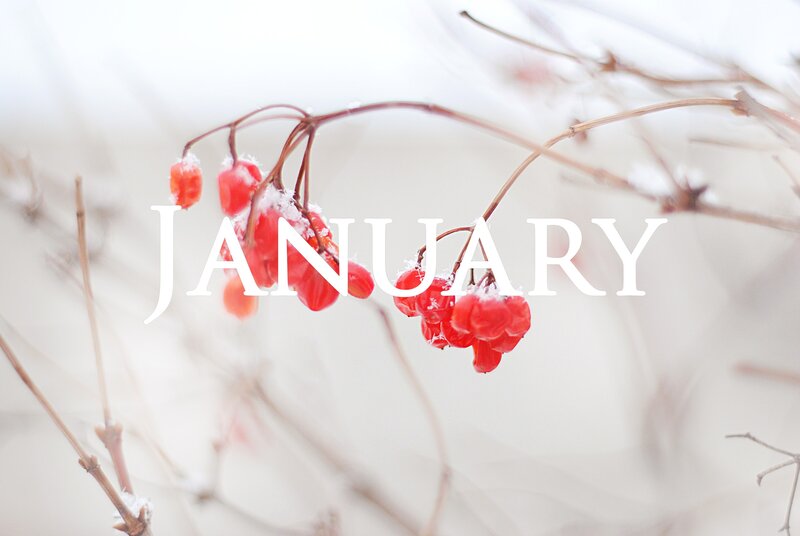 Red Berries on Branch — Serene, Winter
