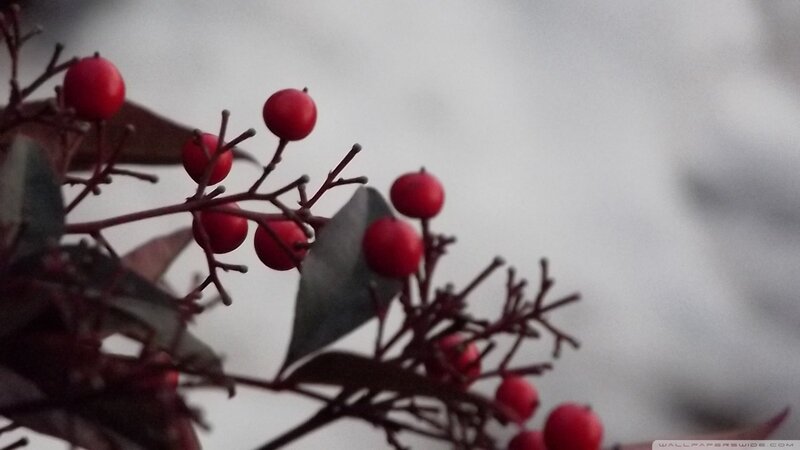 Red Berries on Branch — Somber