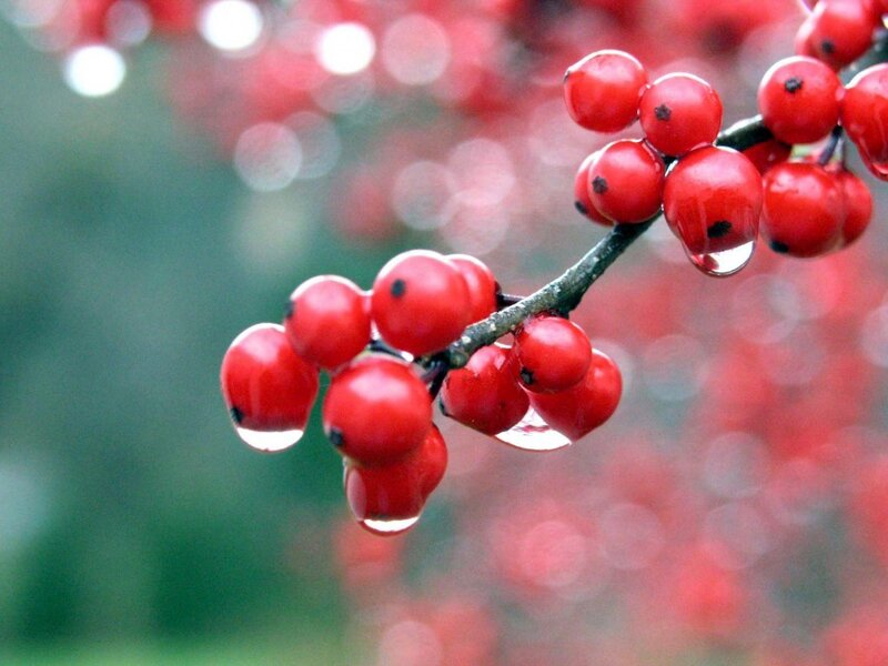 Red Berries on Branch