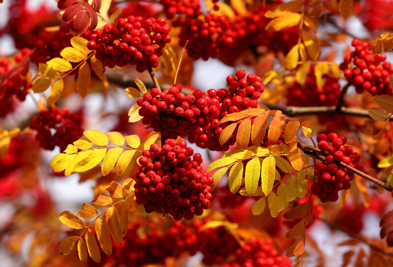 Red Berries on Branch — Vibrant