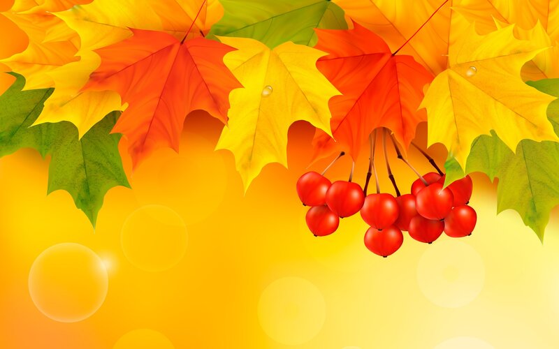 Red Berries on Branch — Yellow