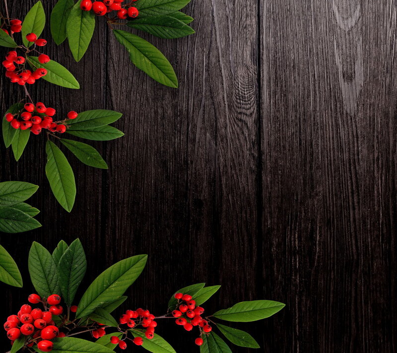 Red Berries on Branches — Black