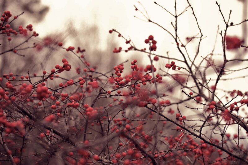 Red Berries on Branches — Calm, Autumn, Photograph, Sky
