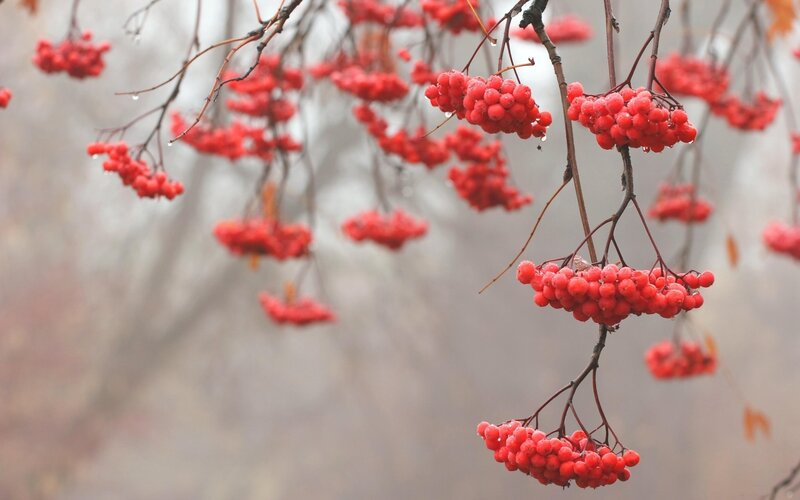Red Berries on Branches — Calm, Autumn, Photograph