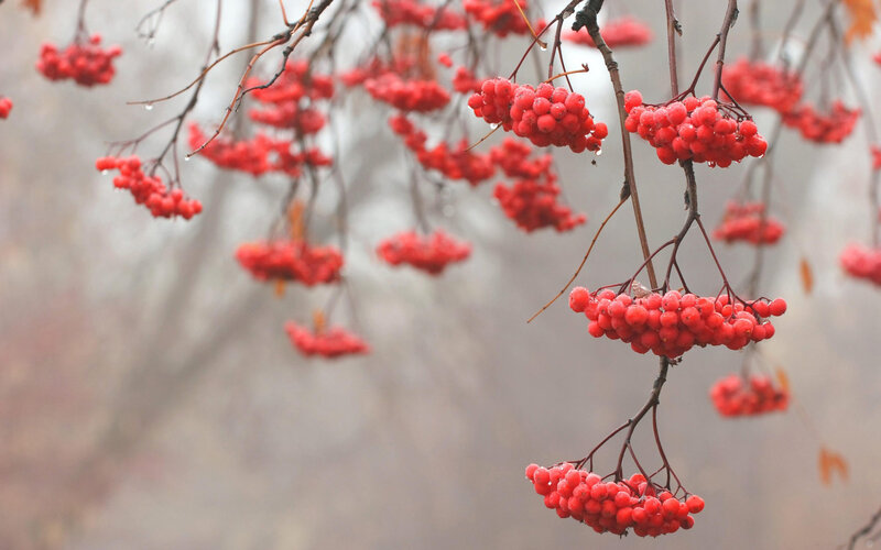Red Berries on Branches — Calm, Autumn