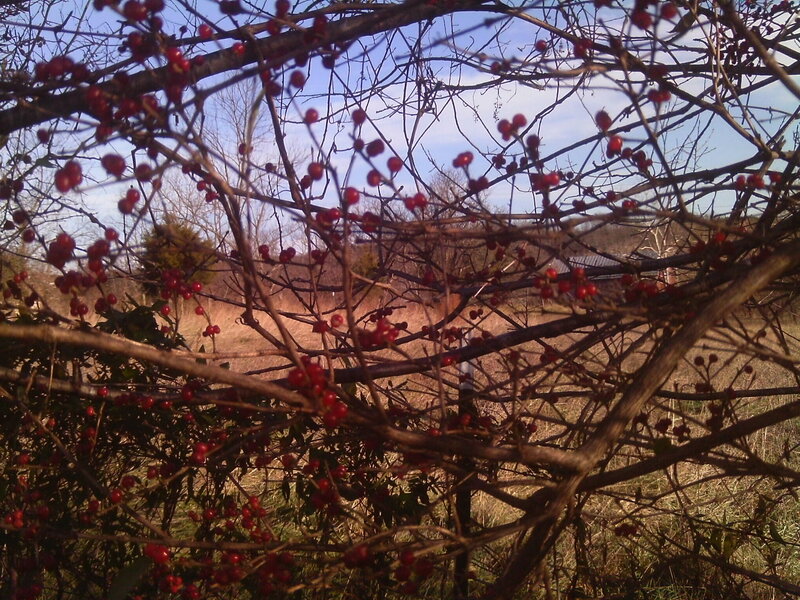 Red Berries on Branches — Calm