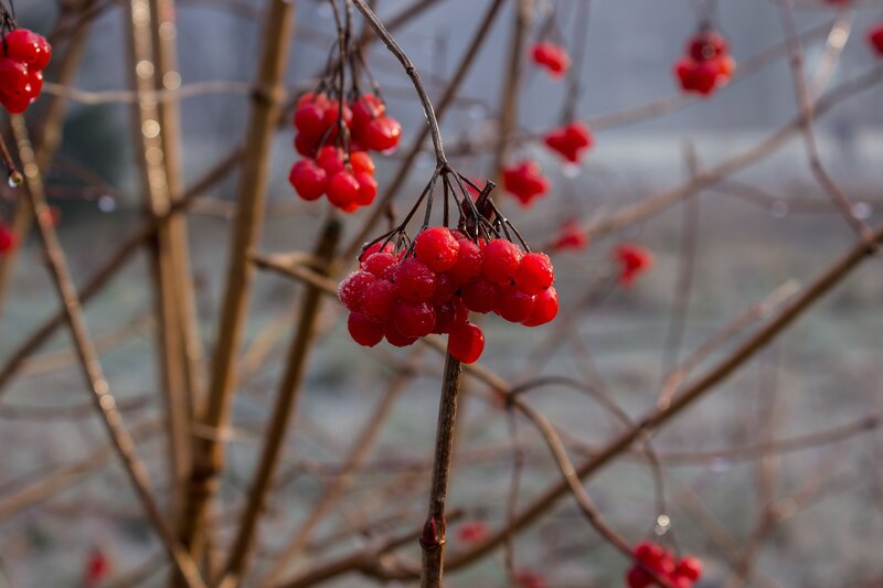 Red Berries on Branches — Calm, Winter, Photograph, Frost