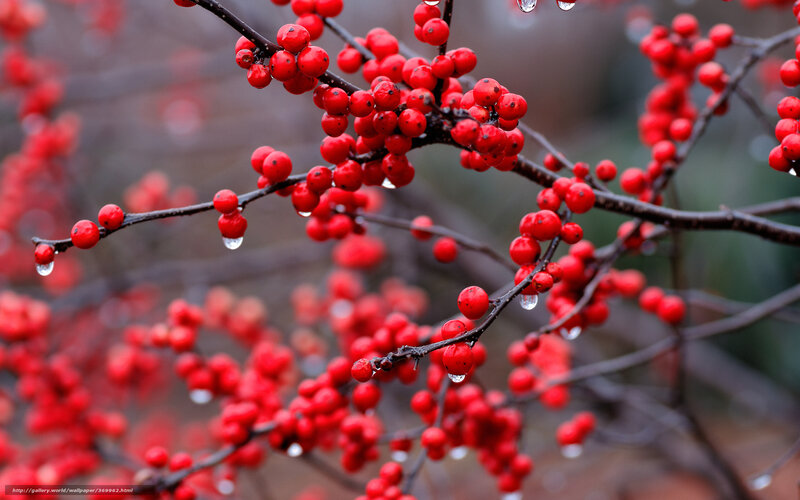 Red Berries on Branches — Calm, Winter, Photograph