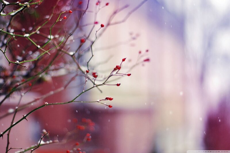Red Berries on Branches — Calm, Winter
