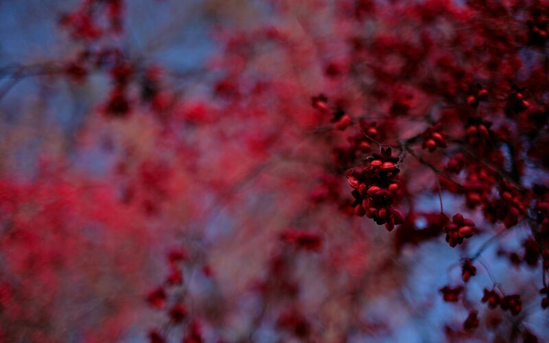 Red Berries on Branches — Dramatic, Autumn