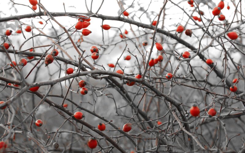 Red Berries on Branches — Dramatic, Winter
