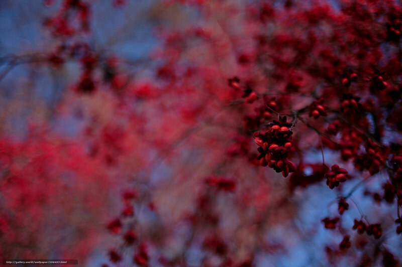 Red Berries on Branches — Dreamy