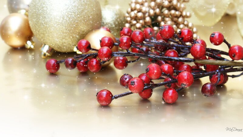 Red Berries on Branches — Festive
