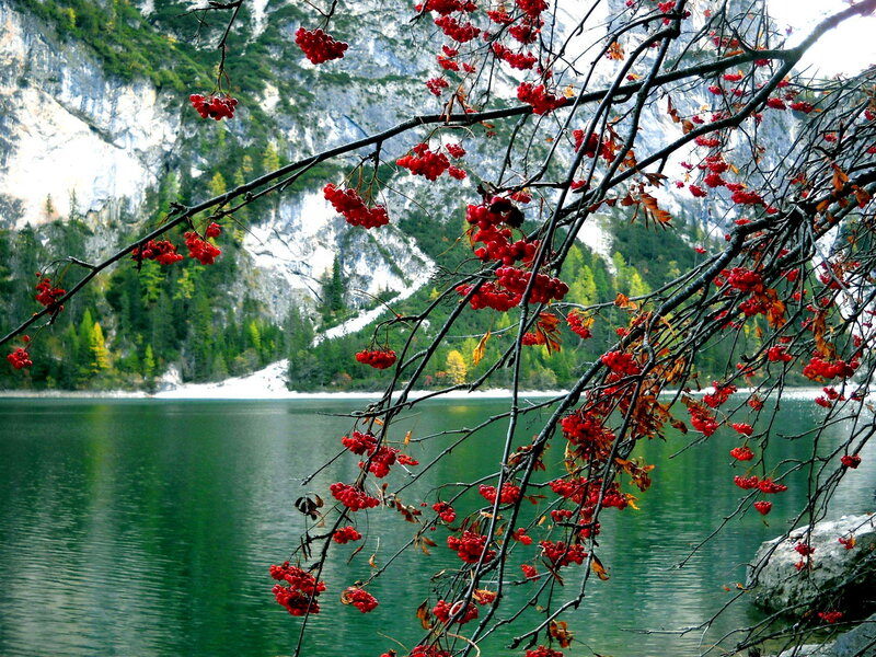 Red Berries on Branches — Green