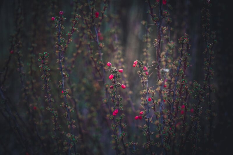 Red Berries on Branches — Moody, Autumn