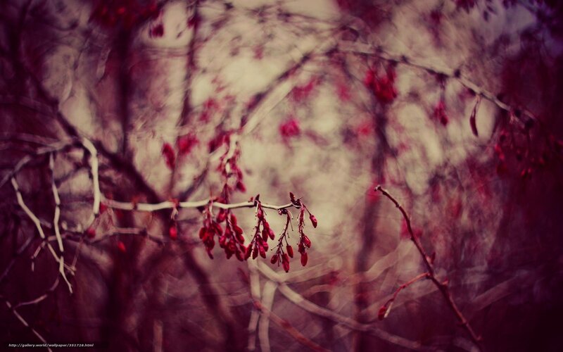 Red Berries on Branches — Moody