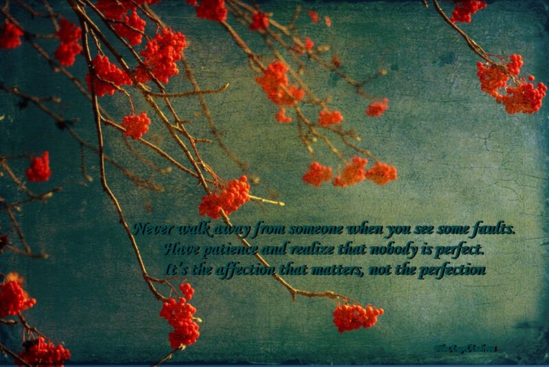 Red Berries on Branches — Reflective