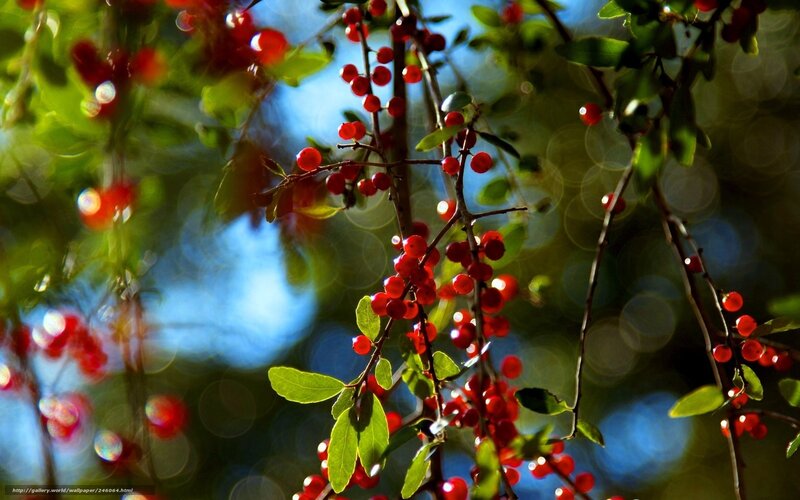 Red Berries on Branches — Serene, Afternoon