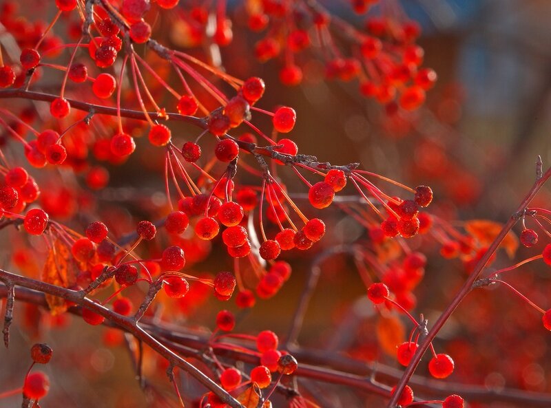Red Berries on Branches — Serene