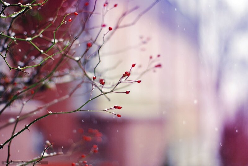 Red Berries on Branches — Serene, Winter, Photograph