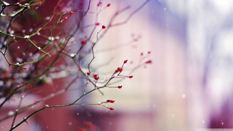 Red Berries on Branches — Serene, Winter