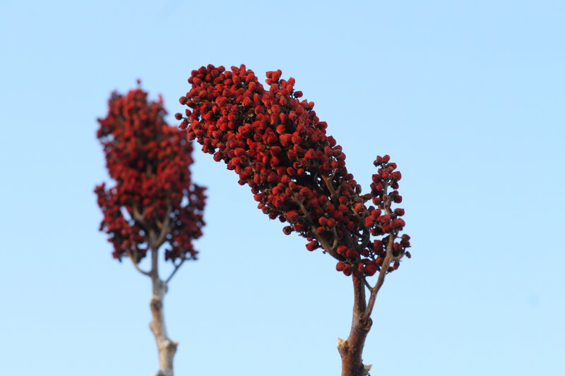 Red berries on branches