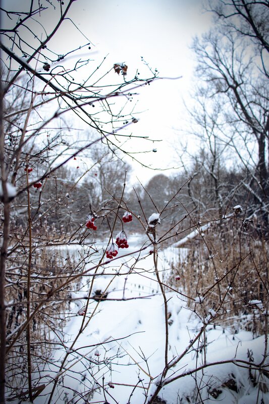 Red Berries on Branches — White