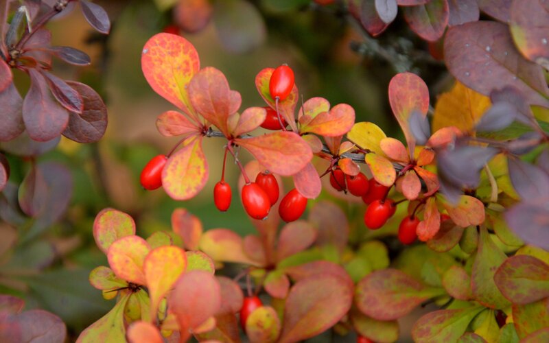 Red Berries on Bush — Autumnal