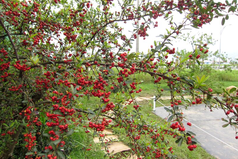 Red Berries on Bush — Calm, Autumn