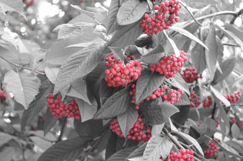 Red Berries on Bush — Calm