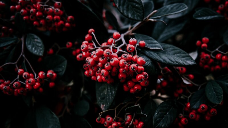 Red Berries on Bush — Dark