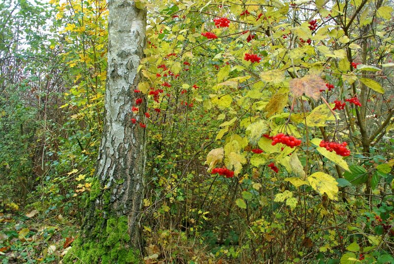 Red Berries on Bush — Green, Natural, Autumn