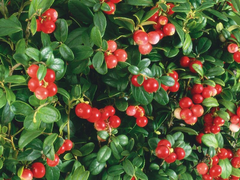 Red Berries on Bush — Green, Natural, Summer