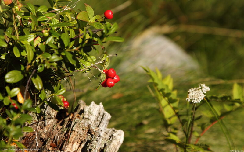 Red Berries on Bush — Green, Natural