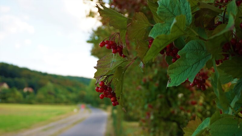Red Berries on Bush — Green, Serene, Afternoon